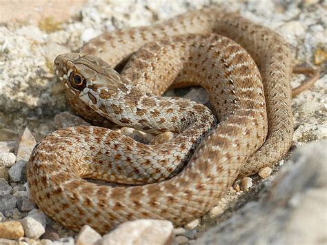 what snakes are in cyprus